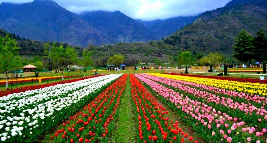 Strawberry Valley is a beautiful place in Gulmarg.